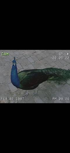 Aaaaa