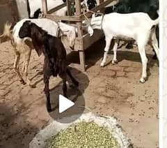 Desi Bakra