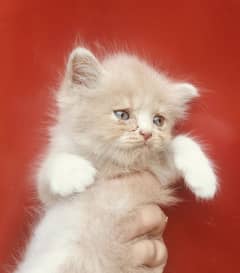 Persian kittens for sale