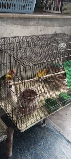 Love Birds 3 pair active with cage