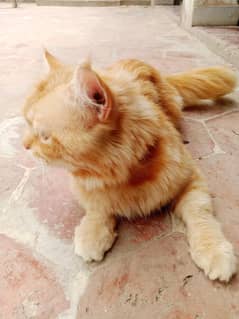 A persian grown male 2 years old tom cat for sale