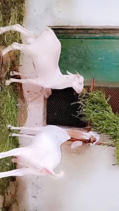 Tapri Bakri ek nar bacha