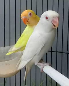 6pcs in 7k Creamino albino pastel ino albino split breeder pair