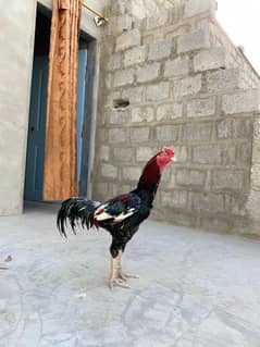 18000(all) murgha murghiya aur chuzay bhi available hai sale Kay