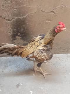 aseel mianwali