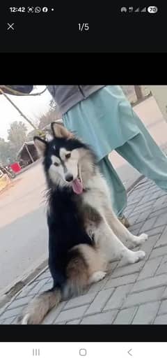 siberian husky for stud 35000 what's app 03137246143