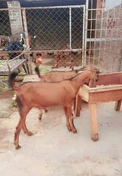 2 Pure Nagra Bakra Age 4 Month