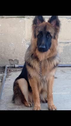 Extreme Long Coat long hair Confirm Breeder Female full active