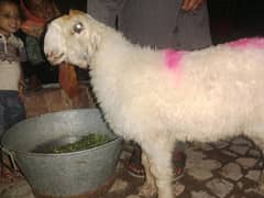 mundri