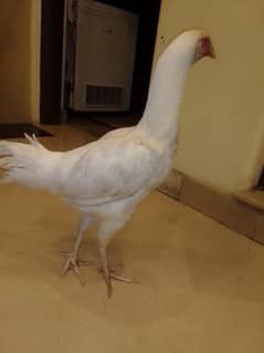 aseel heera beautiful white long height/thai cross aseel chicks