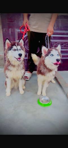 sabarian husky triple code
