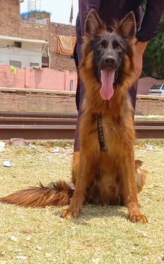 propar long cute gsd mail age 6 aout of cute for sale