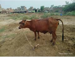 Sajjar Cow For Sale
