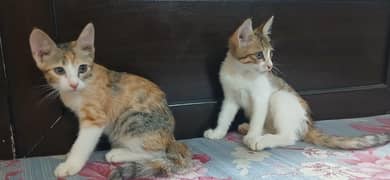 2 cute beautiful female kittens
