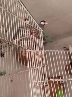 java finches