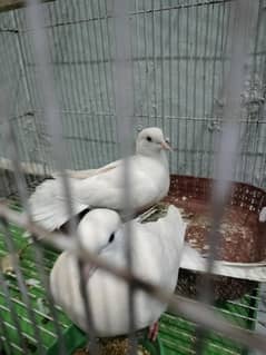 white doves breeder pair