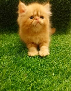 cfa piki female /improted cat/triple coat/peki kitten /top quality