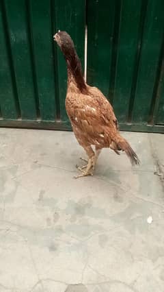 ASEEL PATHI LONG HIGHTED