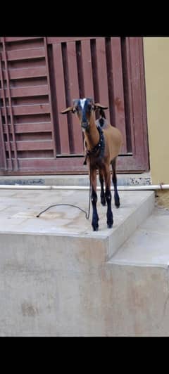 teddy Bakra