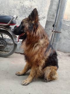 German Shepherd Long Coat Dark Color