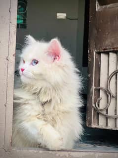 Persian Cat