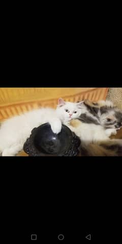 ready for new home