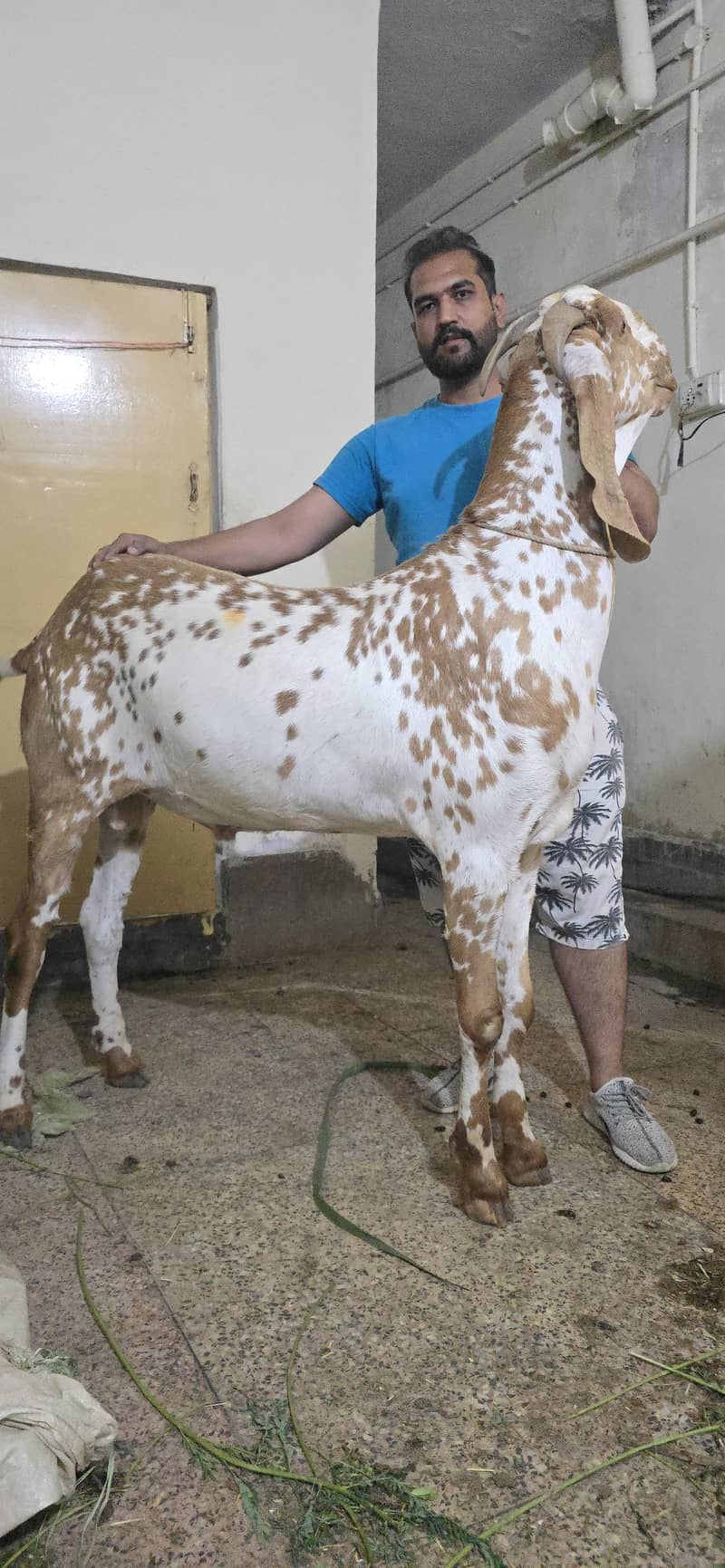 gulabi teda breedar or jet black sahiwali betal bakri 0