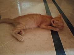 1.5 month old kittens available in pair