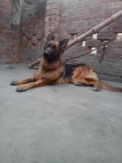 German Shepherd Long Coat Pink Pedigree
