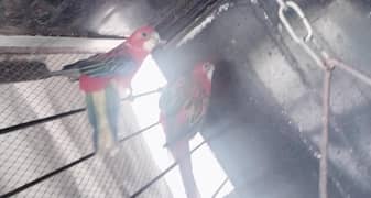 red rosella for sale