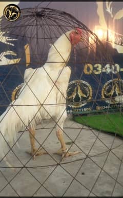 shamo