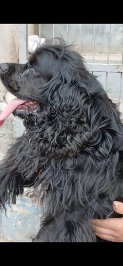 pure American Cocker sapniel pedigree male for stud 03137246143