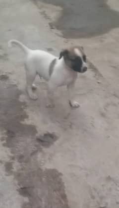 he price of the dog is negotiable. Please contact on the given phone n
