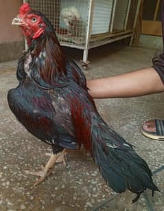 aseel