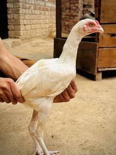 white aseel heera