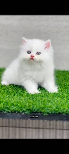 Persian kitten | Triple| Fluffy kitten 03317047936 WhatsApp