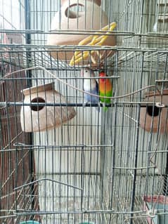 pair with cage