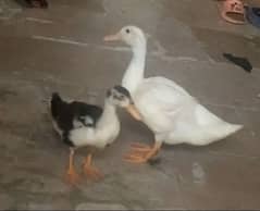 Ducks pair