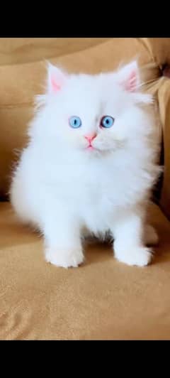 Persian kitten | Triple| Fluffy kitten 03317047936 WhatsApp