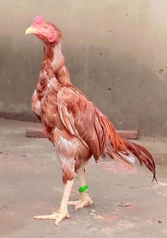 5 aseel murga murgia