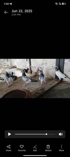 piegons