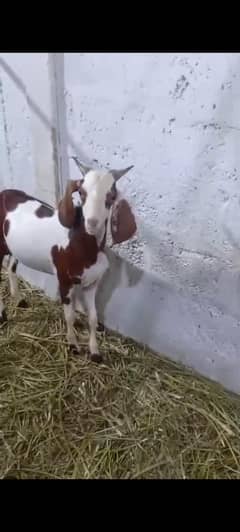 bakra tapra