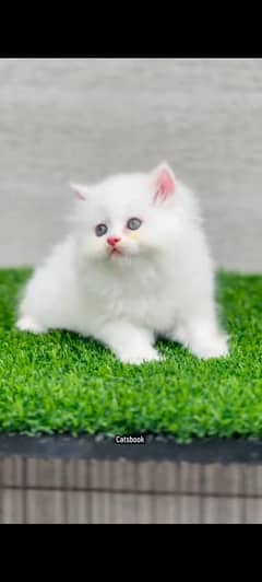 Persian kitten | Triple| Fluffy kitten 03317047936 WhatsApp