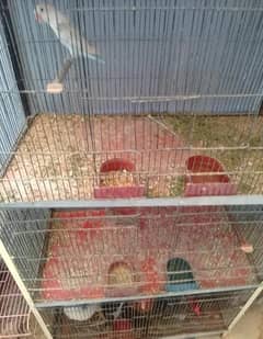 Love birds cage