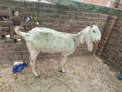 goat 2 female avaialable hyain 6 daant doodh dyti hain