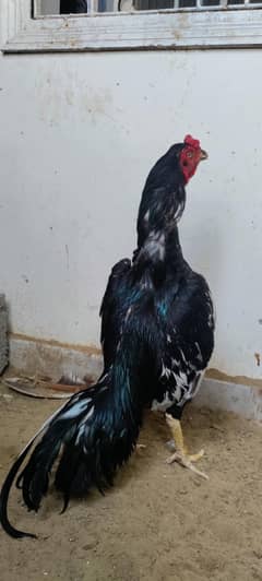 aseel