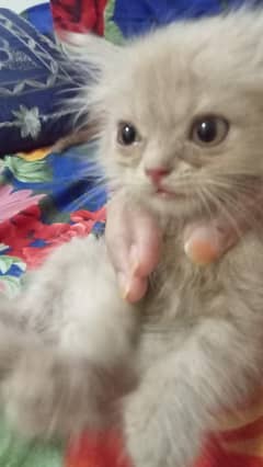 Persian cat  age 6 weeks