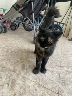 Persian