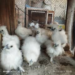 silkie chicks