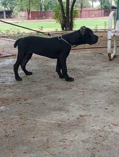 Imported cane corso female puppies available for farm house's